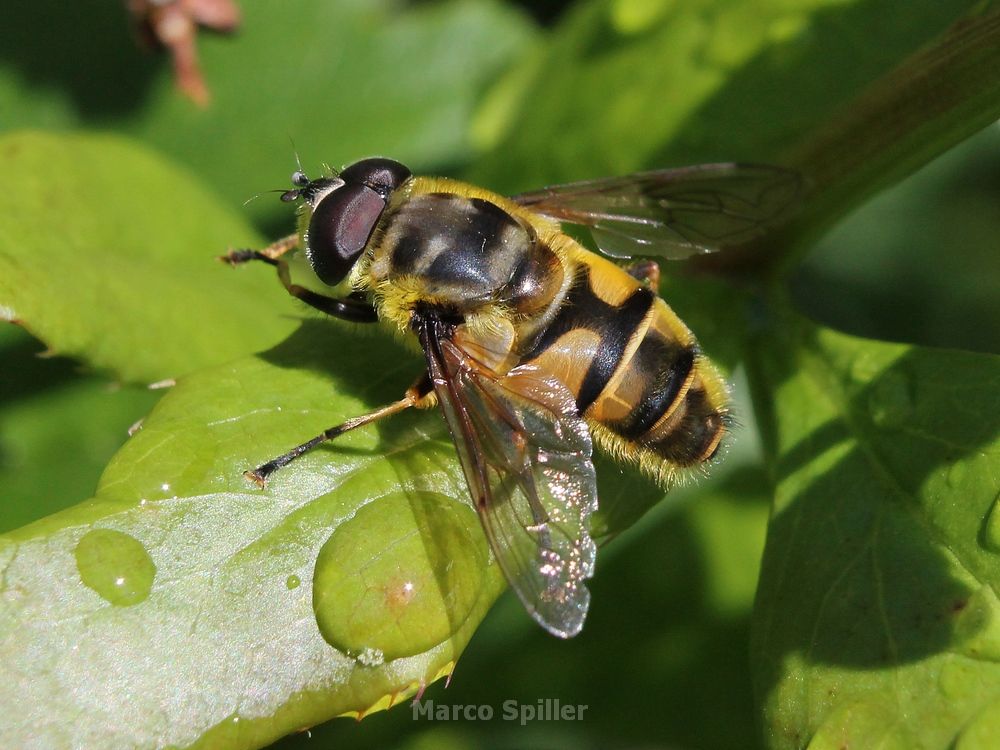 Myathropa florea